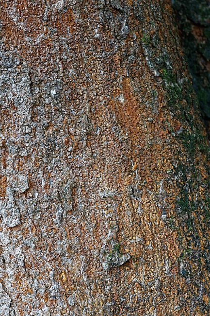 Kandy-Botanical garden-056